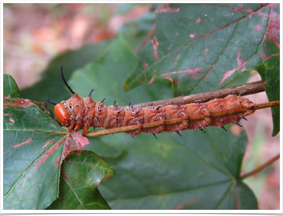 Spiny Oakworm on Oak
Anisota stigma
Dallas County, Alabama